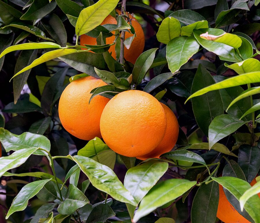 valencia-sweet-orange