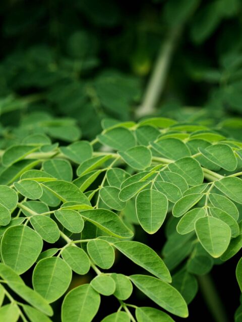 edible-moringa-leaves-fresh-organic-cultivated
