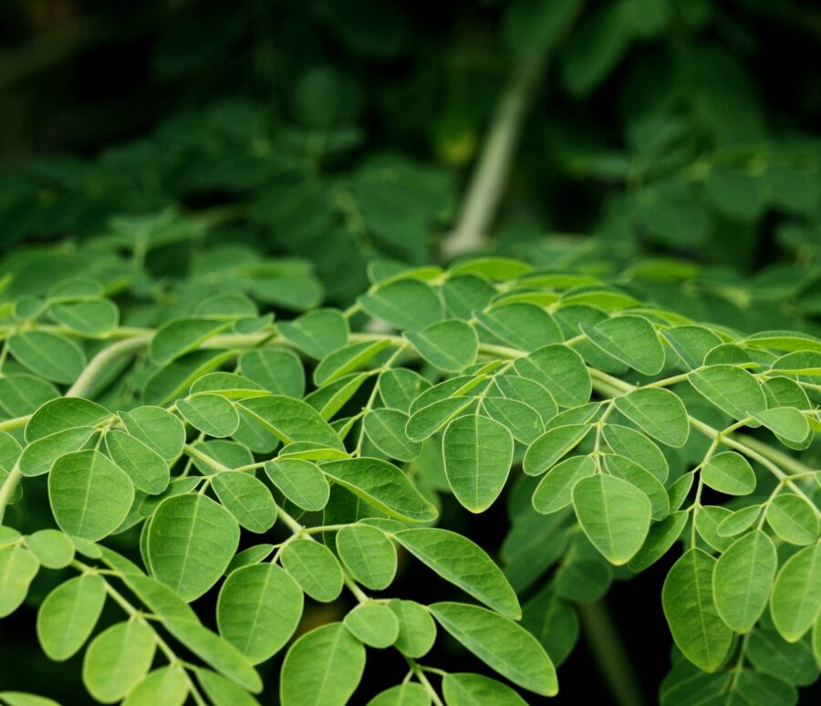 edible-moringa-leaves-fresh-organic-cultivated